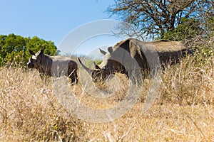 White rhinoceros with puppy, South Africa